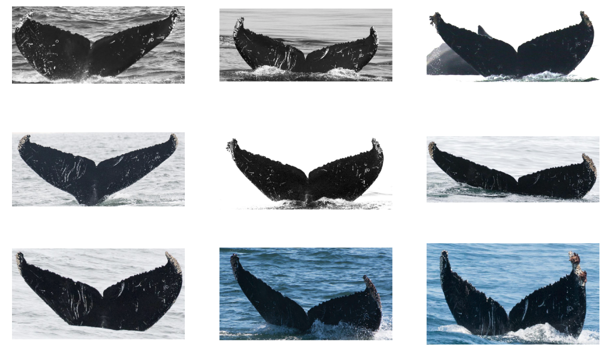 Example of 9 photos of the same whale from the training data